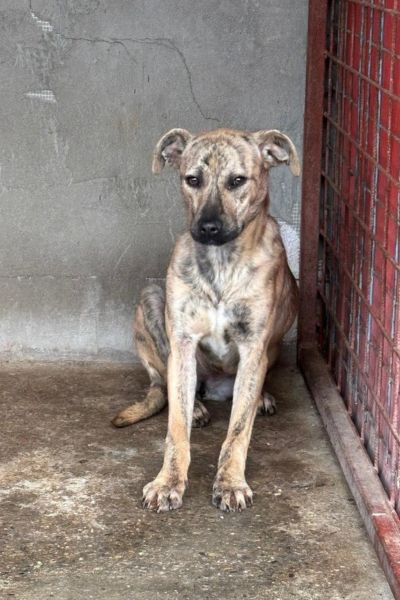 rumaenien-hunde-stoppt-toetungsstation-hunderettung-europa