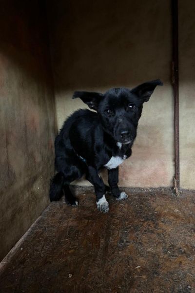 rumaenien-hunde-toetungsstation-hunderettung-europa