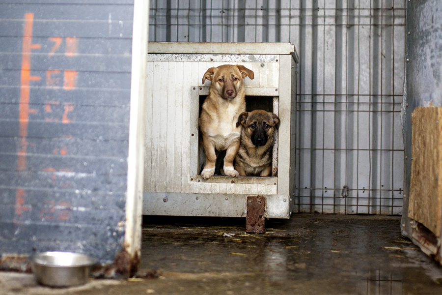 Chups schaut mit seinem Bruder aus seiner Box heraus