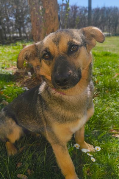 Hündin Leoni schaut sanft in die Kamera.