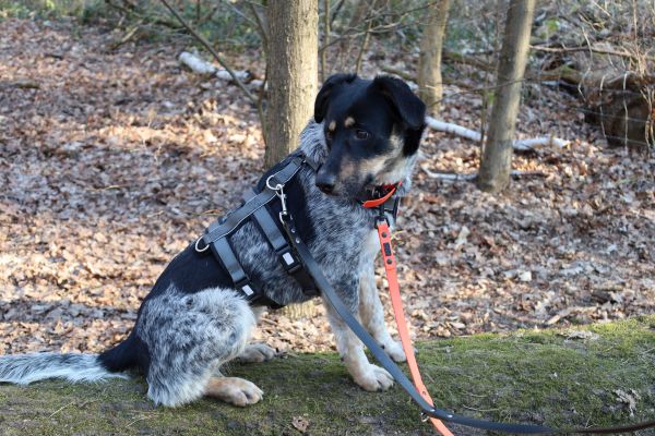 Hündin Malva sitzt auf einem Baumstamm.