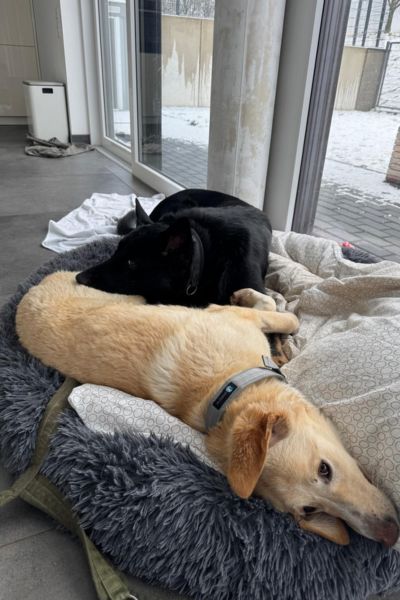 Hündin Miri liegt ausgestreckt neben einem anderen Hund.