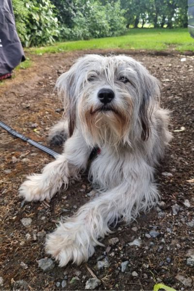 Ein Hund liegt draußen auf dem Boden und schaut in die Kamera.