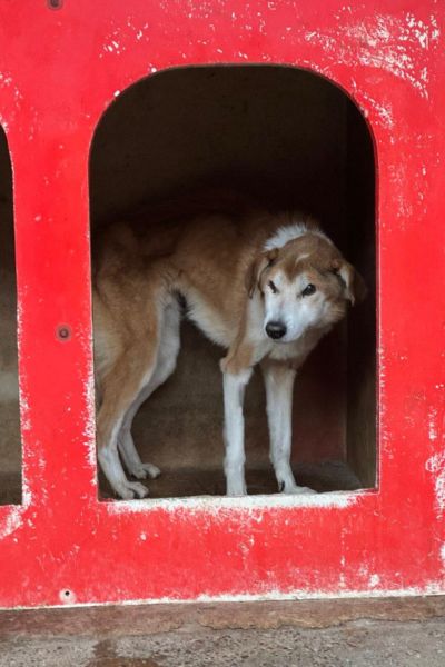 tierschutz-hunde-hunderettung-europa