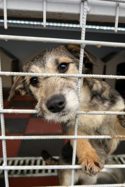 tierschutz-hunde-rumaenien-hunderettung-europa