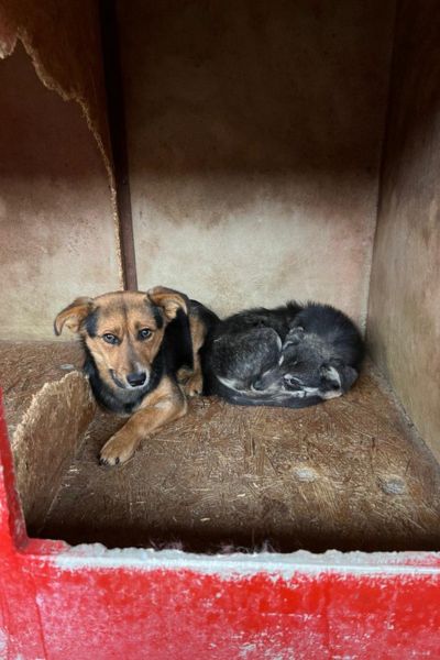 tierschutz-hunde-rumaenien-toetungsstation-hunderettung-europa