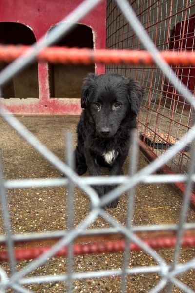tierschutz-hunde-stoppt-toetungsstation-hunderettung-europa