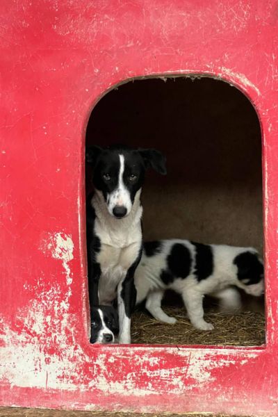 tierschutz-hunde-toeten-stoppen-hunderettung-europa