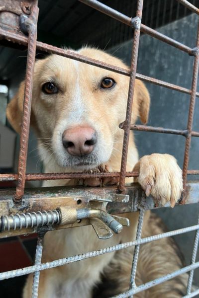 tierschutz-hunde-toetungsstation-hunderettung-europa