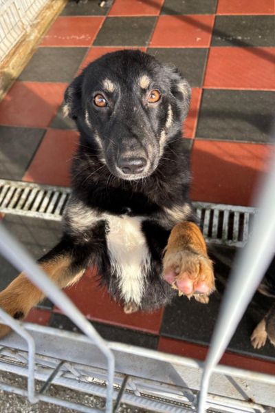 tierschutz-rumaenien-toetungsstation-hunderettung-europa