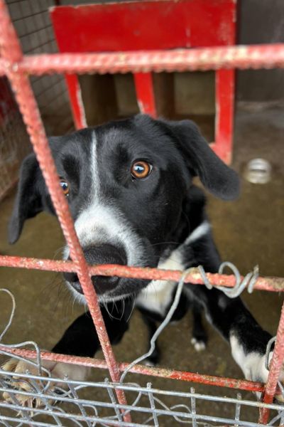 tierschutz-toetungsstation-hunderettung-europa