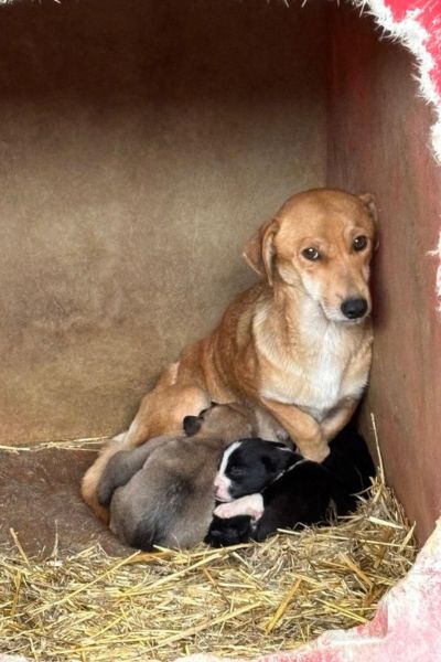 tierschutz-‌stoppt-toetungsstation-hunderettung-europa