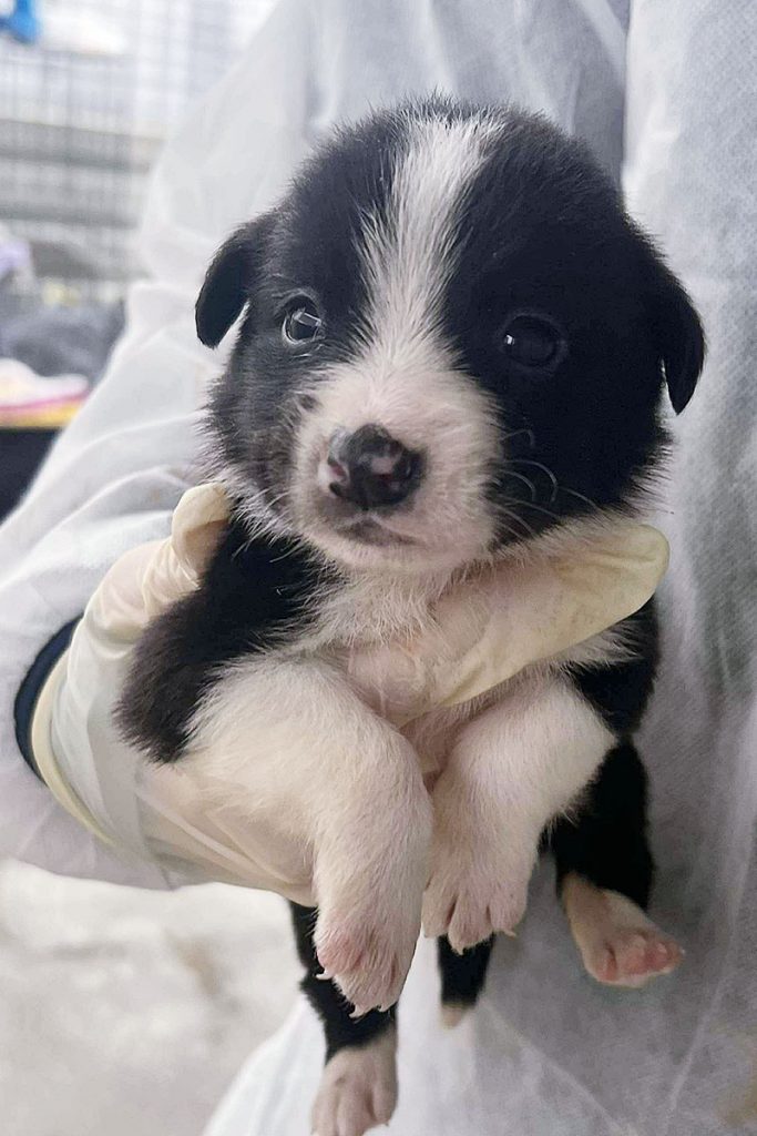 Willow wird auf dem Arm getragen und schaut in die Kamera