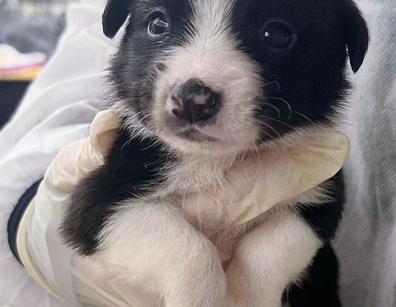 Willow wird auf dem Arm getragen und schaut in die Kamera