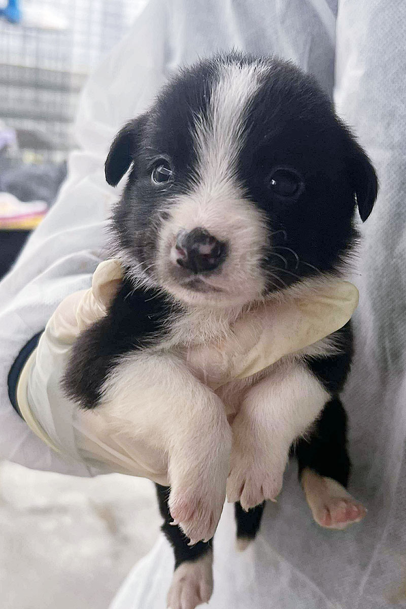 Willow wird auf dem Arm getragen und schaut in die Kamera