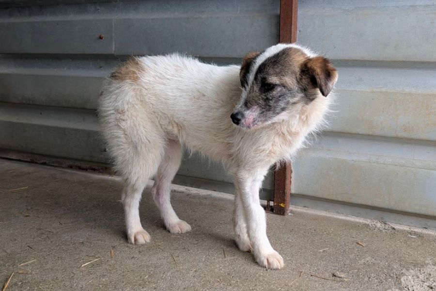 Welpe Dela schaut vorsichtig zur Seite