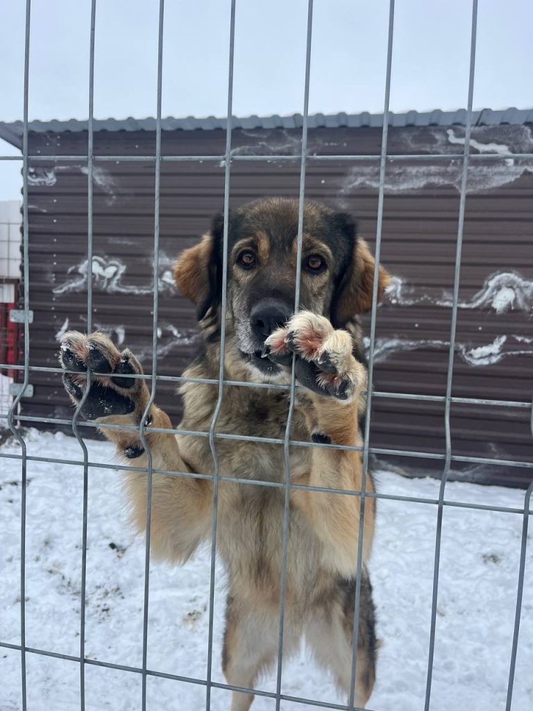 Bo wartet auf ein ländliches Zuhause
