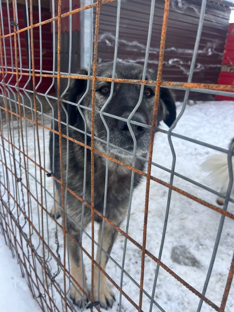 Die Hunde wünschen sich ein warmes Zuhause