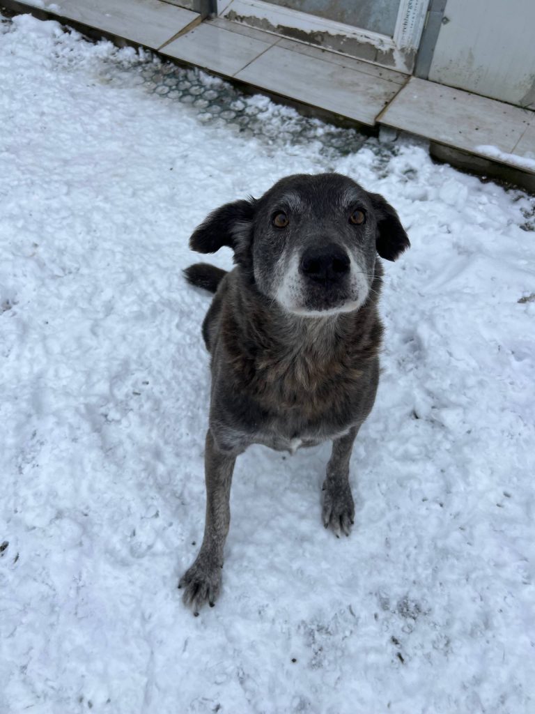 Grauer Hund sitzt im Schnee
