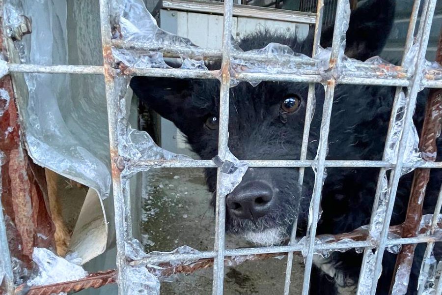 Schwarzer Hund schaut hinter vereisten Gitterstäben hervor