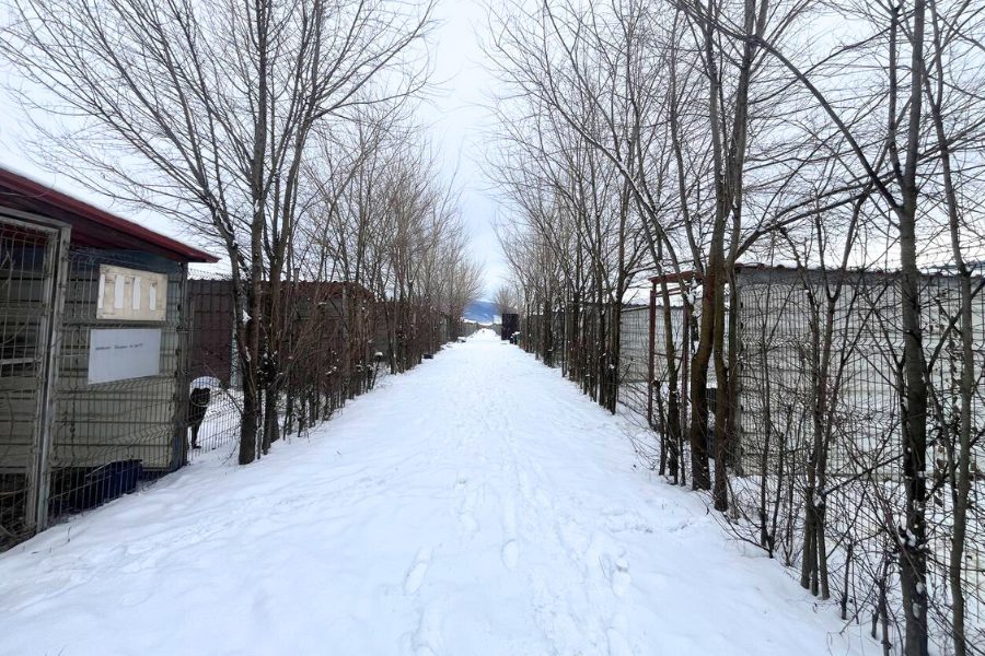 Breiter Weg voller Schnee, rechts und links Zwinger mit Hunden