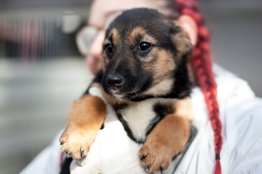 Welpe auf dem Arm