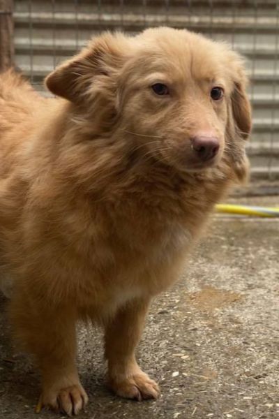 Hund sieht zurückhaltend in die Kamera