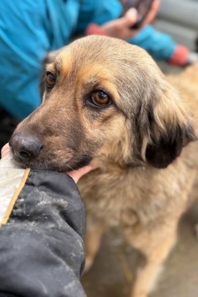 Elira legt den Kopf in der Hand einer Freiwilligen ab