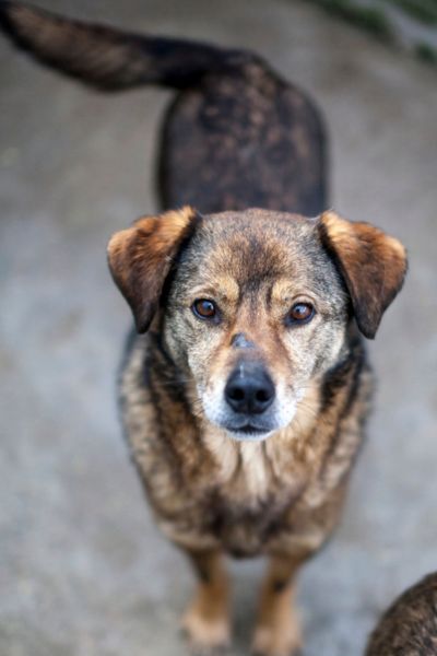 Henry schaut von unten in die Kamera
