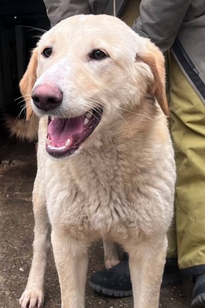 Hund sieht freundlich in die Kamera