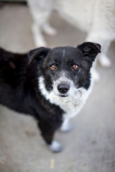 Zuri schaut freundlich und interessiert in die Kamera.