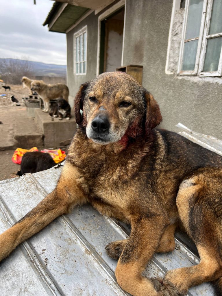Viele Hunde haben große Wunden