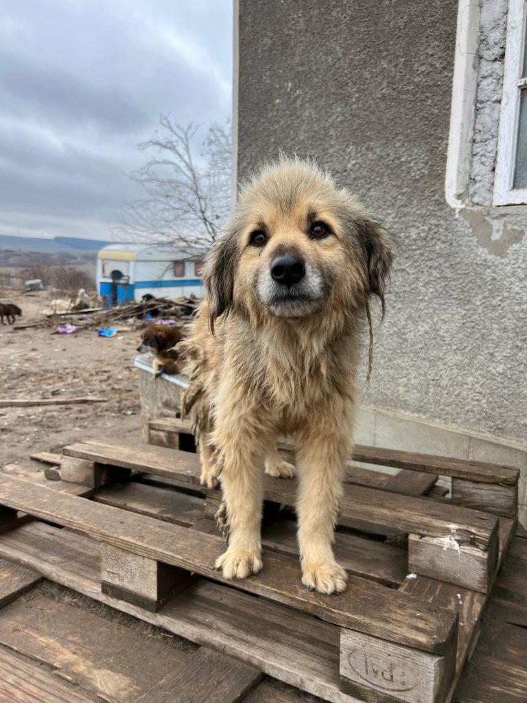 Alle Hunde hier brauchen dringend Versorgung