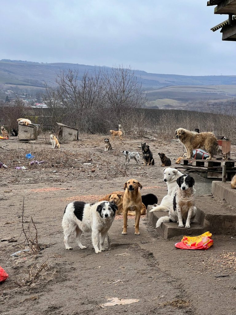 Um sie zu retten, brauchen wir mehr Tierschutzvereine!