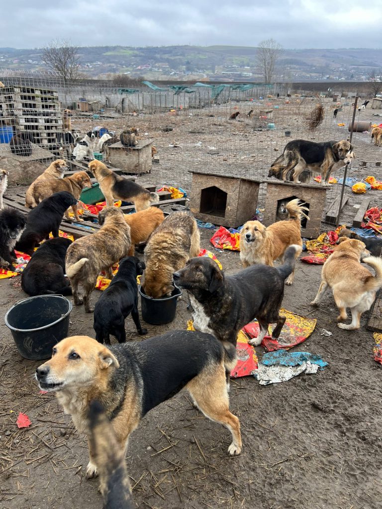 So viele Hunde in einem viel zu kleinen Areal