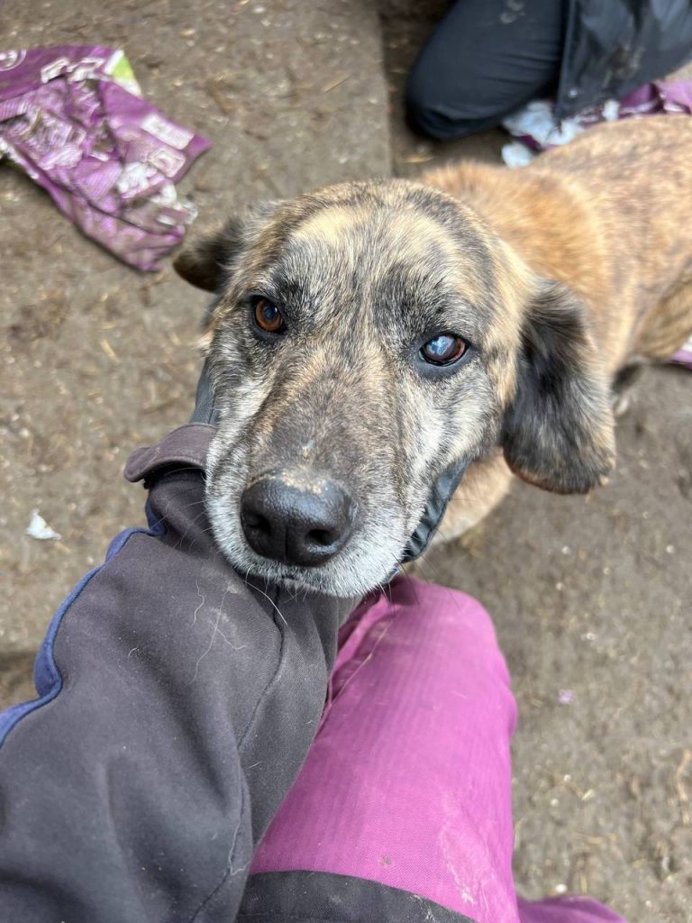 Sie suchen einfach nur Schutz...