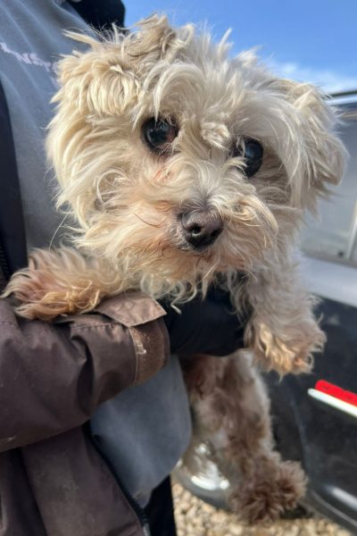 Rüde wird auf dem Arm gehalten