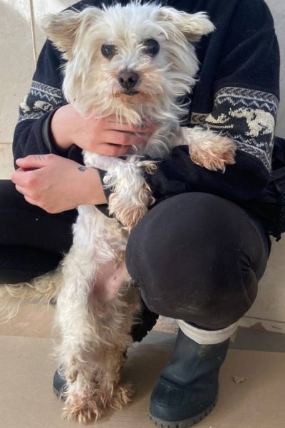 Idefix wird gestreichelt