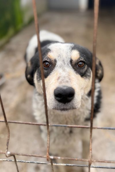 Hündin Lissy schaut traurig durch die Gitter des Zwingers