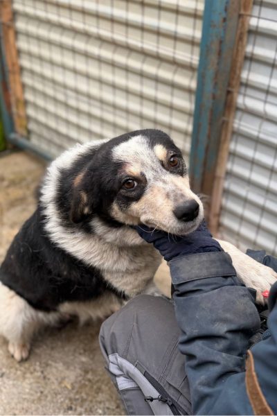 Lissy wird gestreichelt