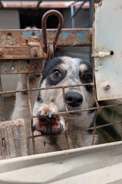 Lissy klettert verzweifelt ans Gitter hoch