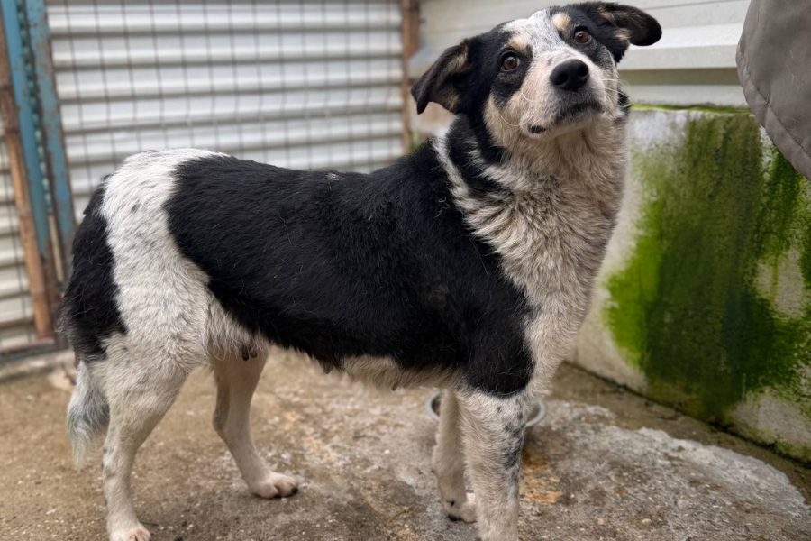 Lissy steht im Zwinger