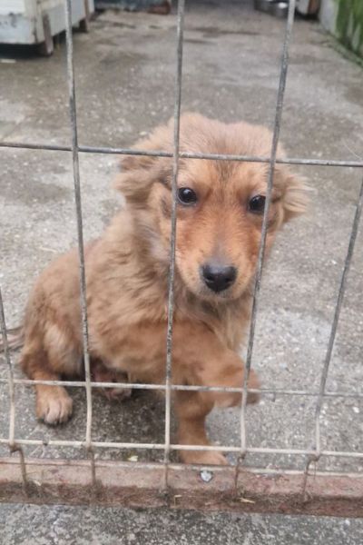 Madame hält ihre Pfote ans Gitter