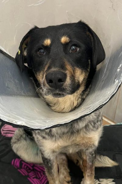 Malva trägt eine Krause