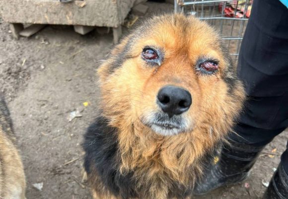 Ein brauner Hund mit stark verletzten Augen
