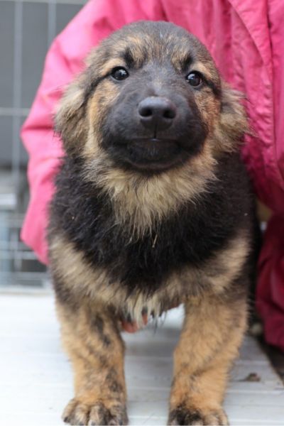 Pudding schaut in die Kamera