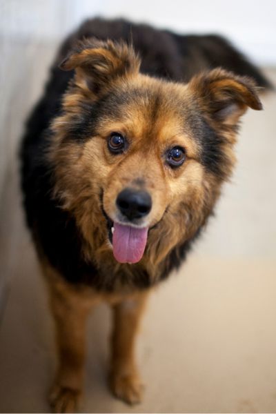 Rüde Luuk blickt hechelnd in die Kamera.