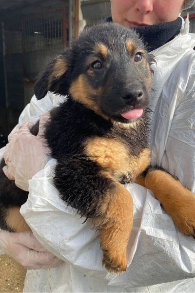 Strudell ist auf dem Arm und schaut in die Kamera