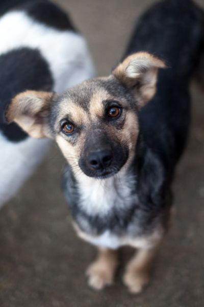 Leoni schaut in die Kamera