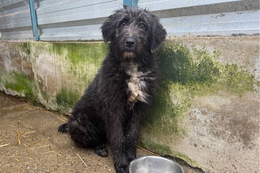 Hündin mit schwarzem Fell sitzt vor ihrem Futternapf und schaut in die Kamera.
